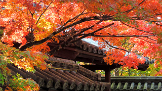 Autumn Leaves