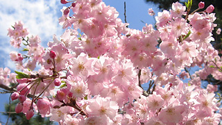 Cherry Blossoms